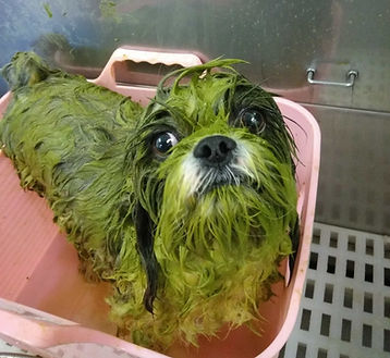 Green Tea dog_edited.jpg